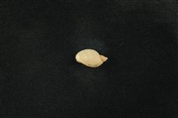 藏品(臺灣椎實螺)的圖片